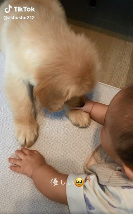 あしゅちゃんの前足を掴む赤ちゃん