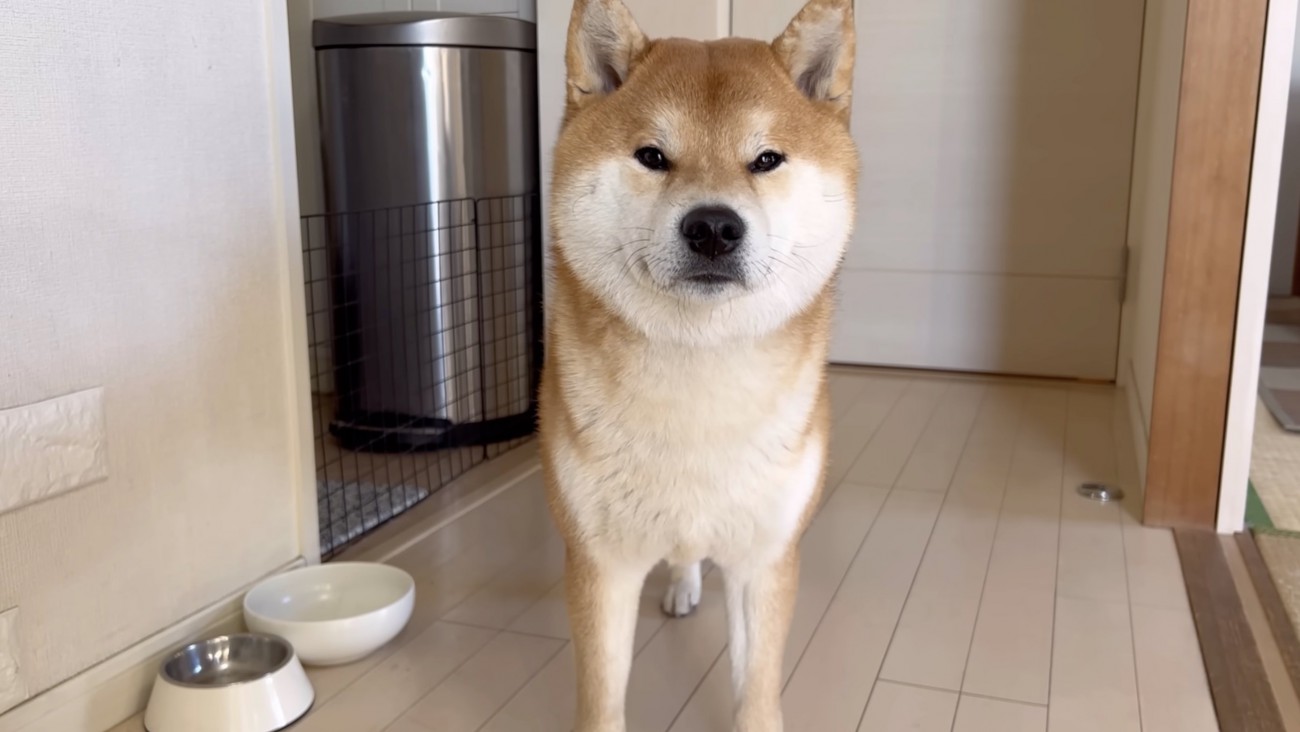 ご飯を食べたいみたい