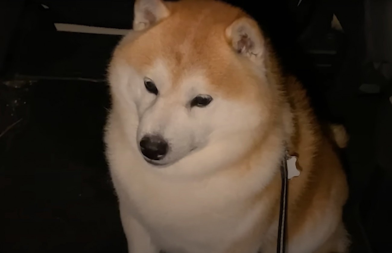 困った表情の柴犬