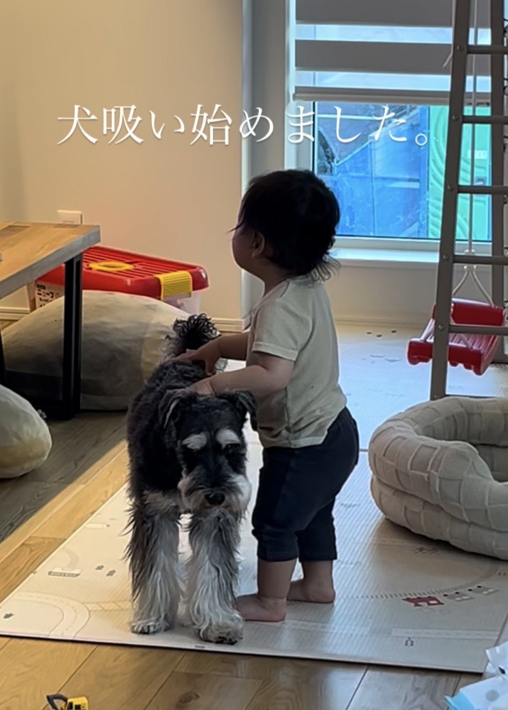 シュナウザーの背中に手を置いて立つ赤ちゃん