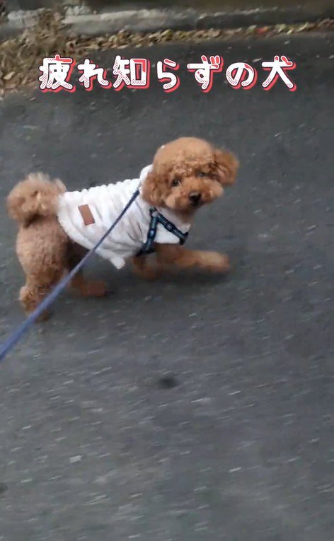 元気にお散歩するれおん君