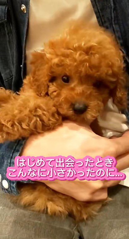 れおん君のビフォーアフター3