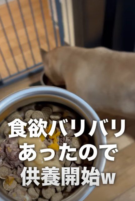 ひとりになったラブちゃん