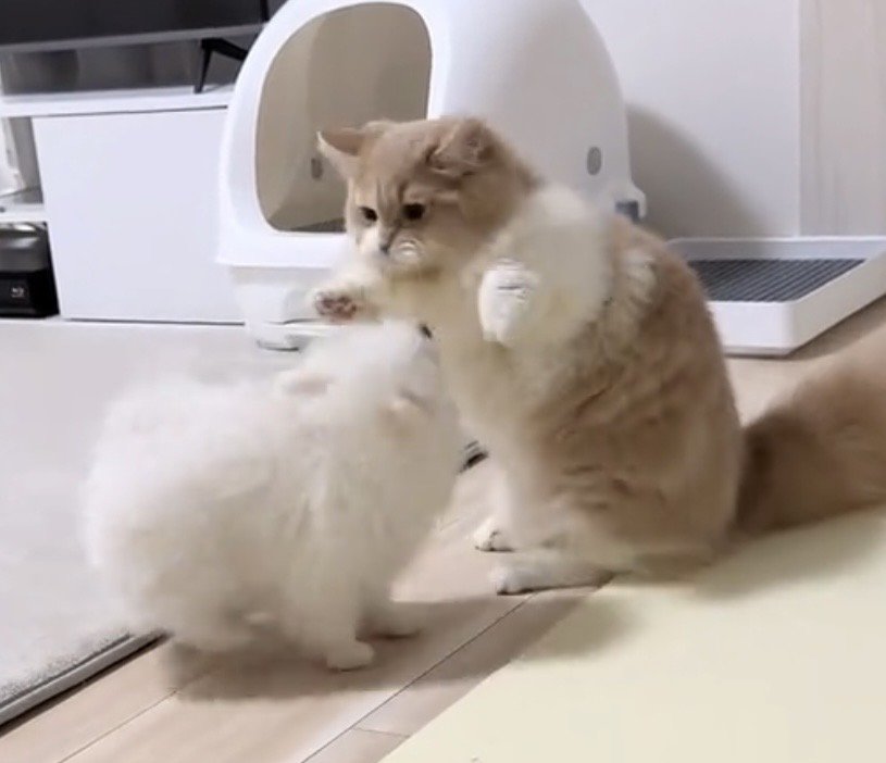近距離で向き合う犬と猫