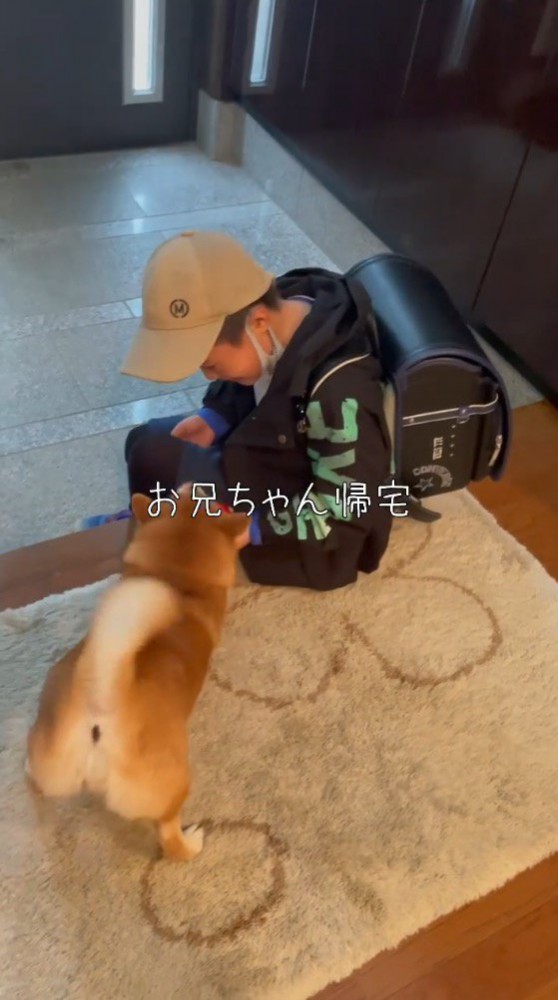 男の子を見てしっぽを振る犬