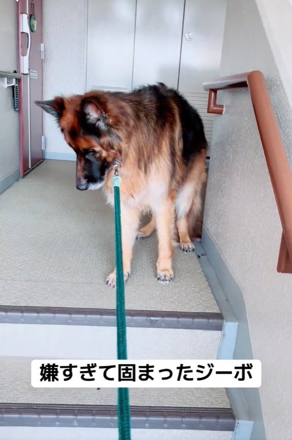 固まったジーボくん