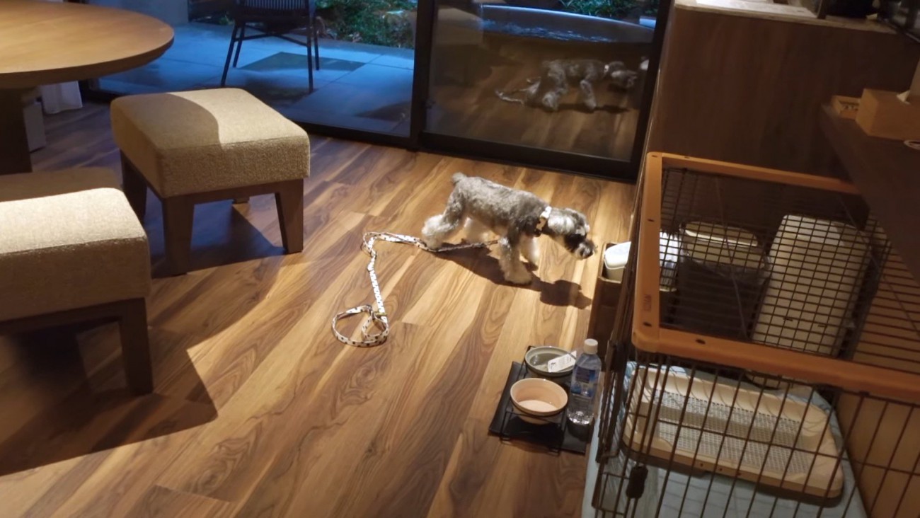 旅行中のティノちゃん2