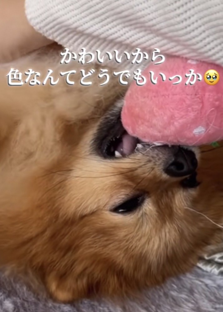 ピンクのおもちゃを咥えて寝る犬