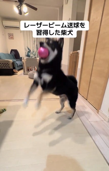 ボールをキャッチするもずくくん