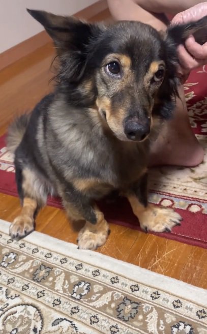 斜め上を見るマックくん