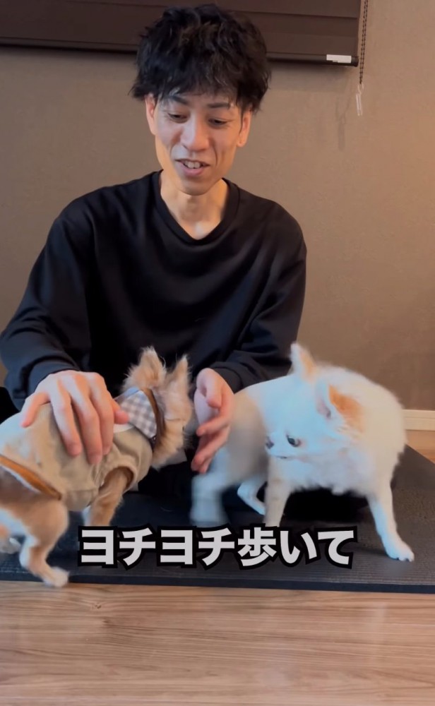 近寄ってくる老犬