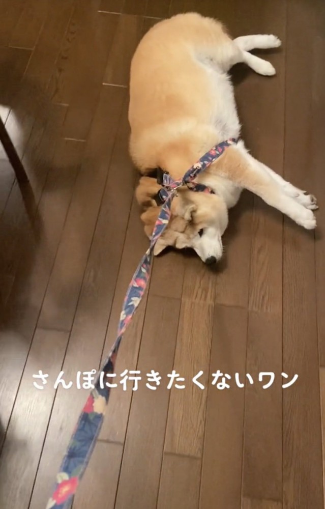 引きずられるよもごん