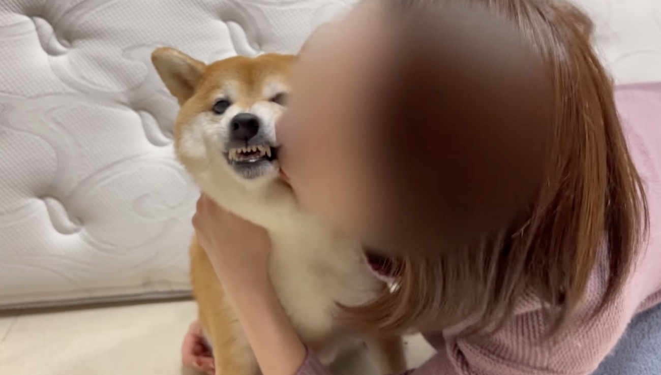 ツンデレ発動中