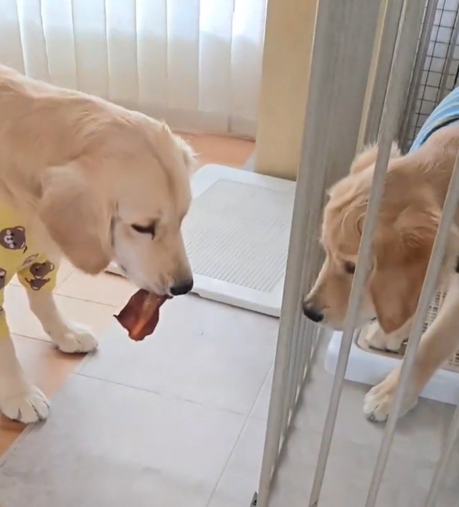 姉犬の咥えているおやつを見つめる弟犬