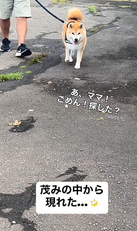 ぶん太くんとパパさんのお散歩5