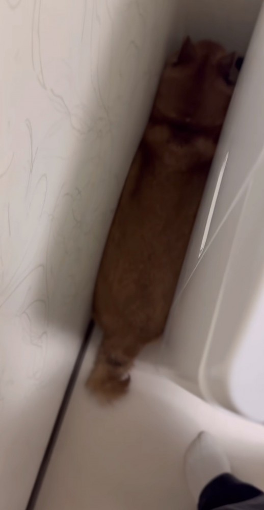 洗濯機と壁の間に挟まっている柴犬