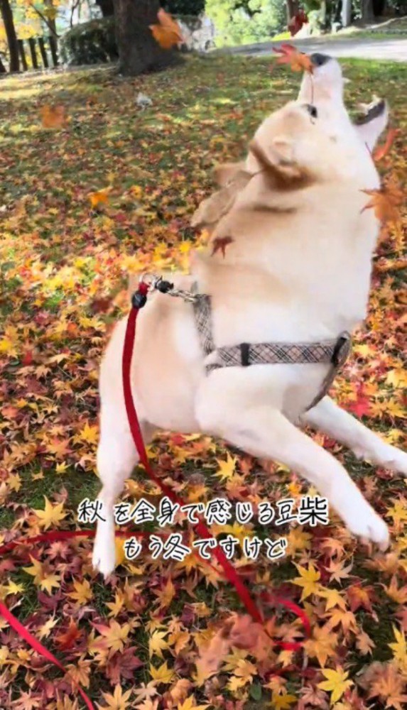 落ち葉の上ではしゃぐ犬