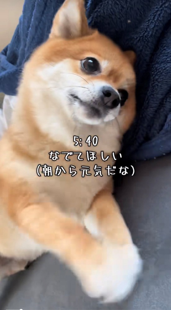 前足を伸ばして甘える犬