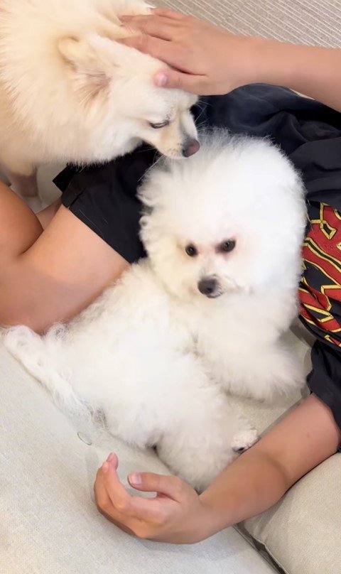 お兄ちゃんが帰宅時のエマくん＆ハルくん8