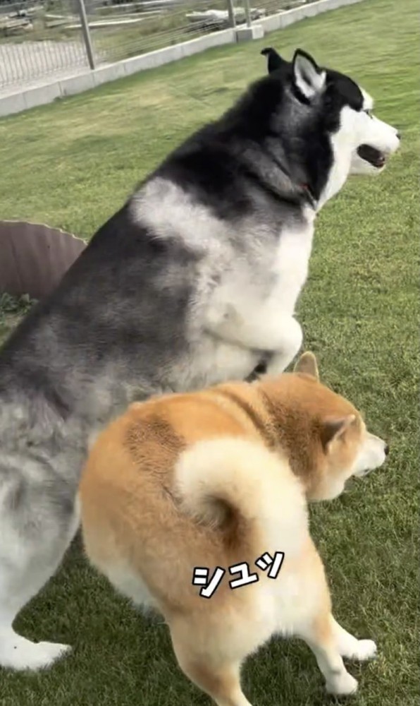 なめらかすぎる身のこなし