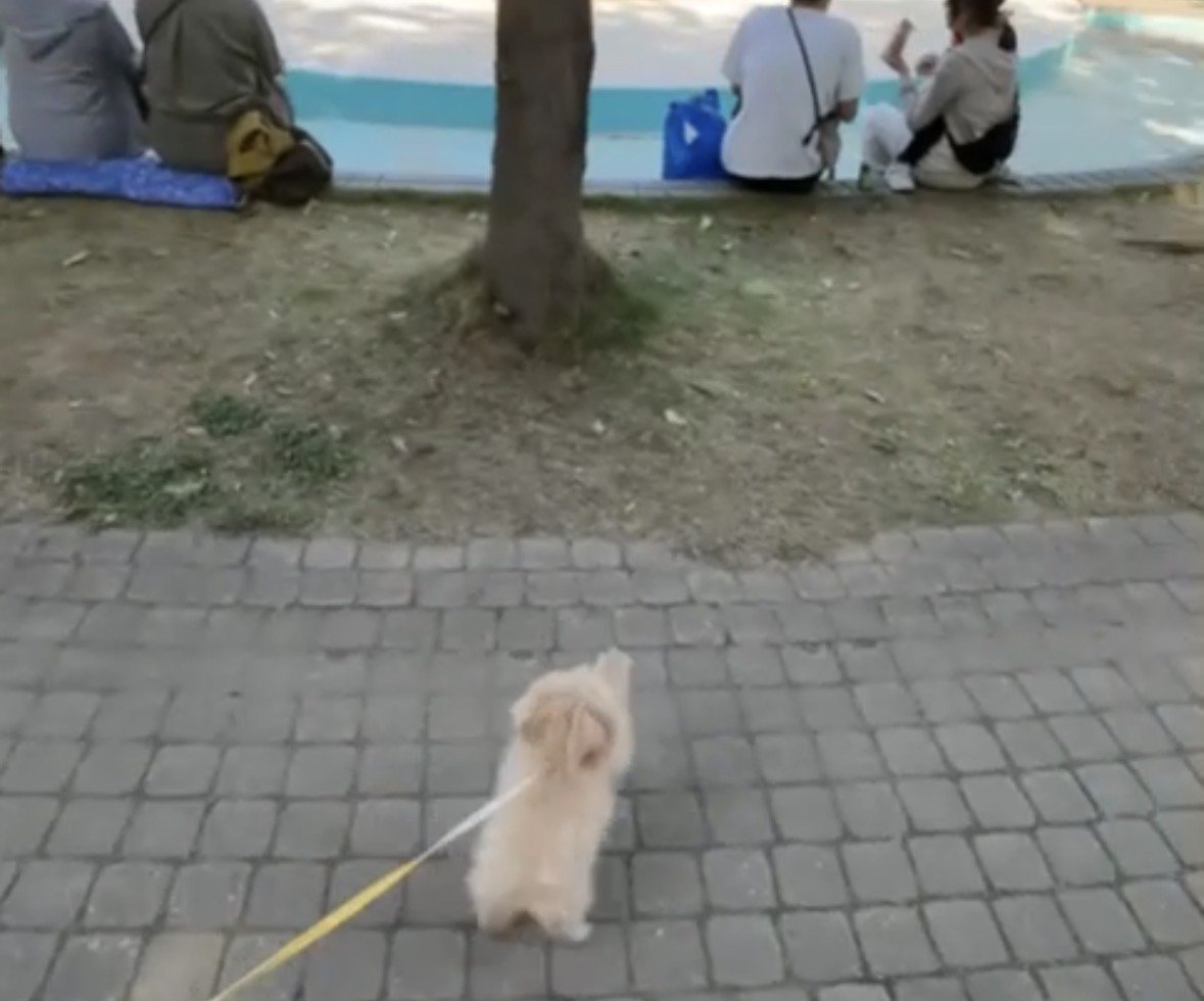 前足を上げる犬2