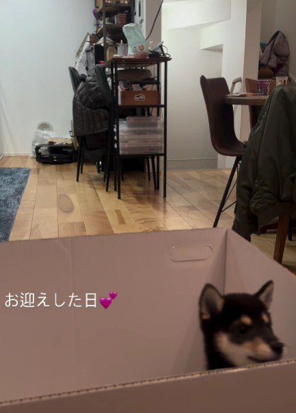 「あるサプライズ」