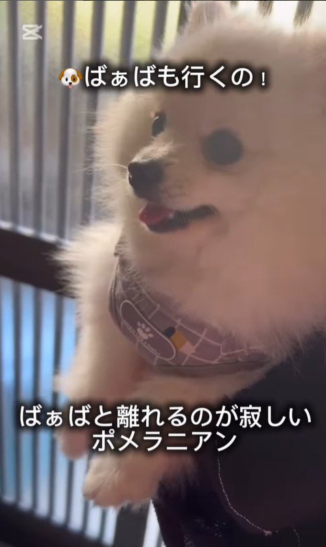 おばあちゃんと離れたくないすのぅちゃん4