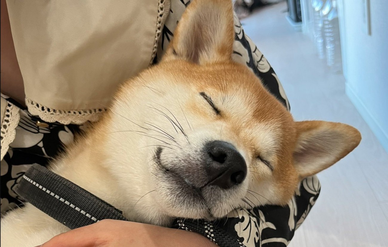 気持ちよさそうに眠る柴犬