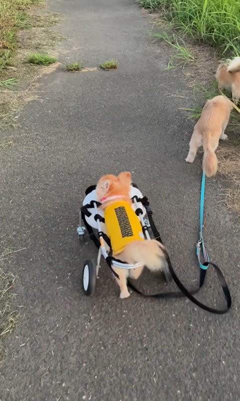 お散歩を楽しむさくらちゃん8