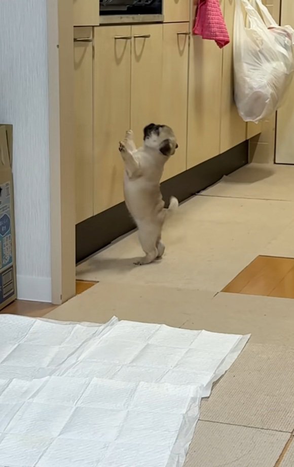 ジャンプするゴンちゃん