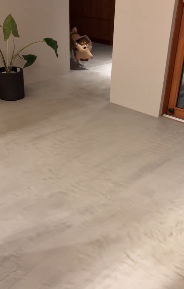 帰宅に気づいた長三郎くん