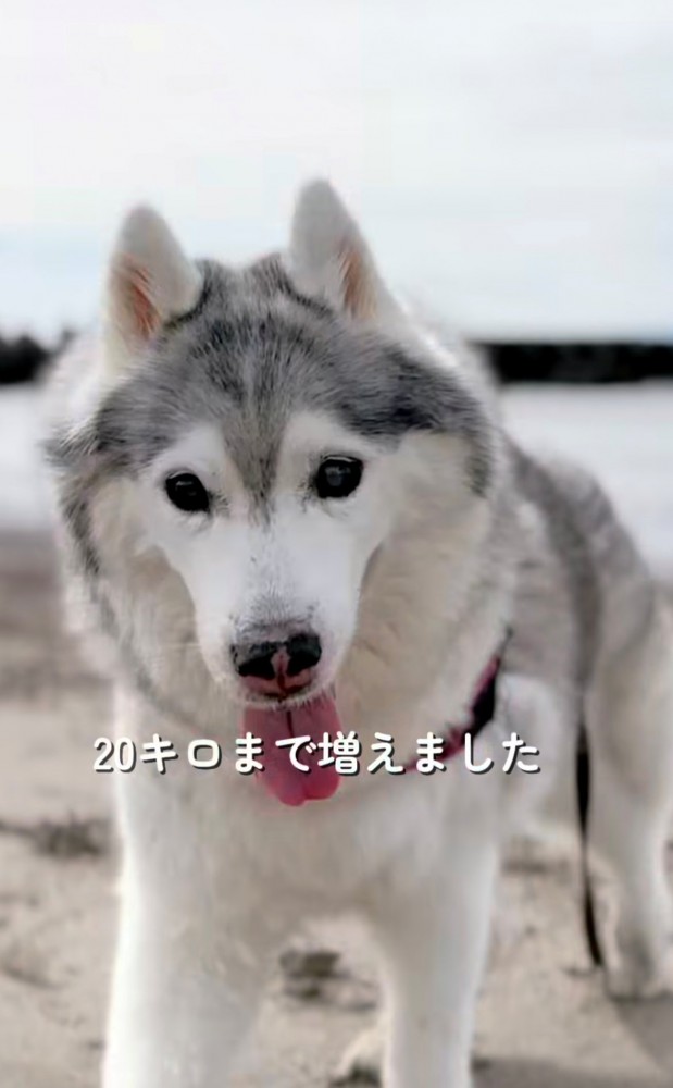 砂浜に立つ犬