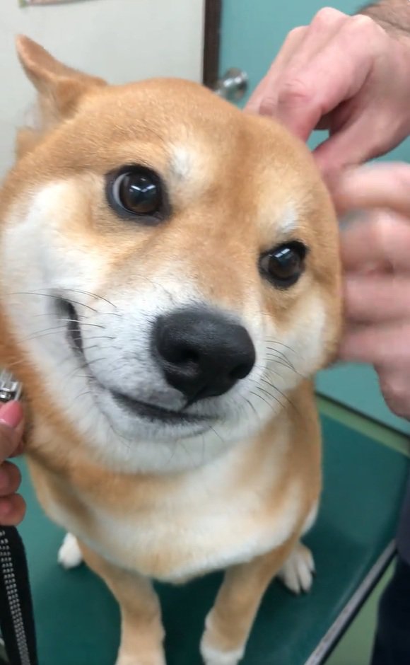 我慢するれお君