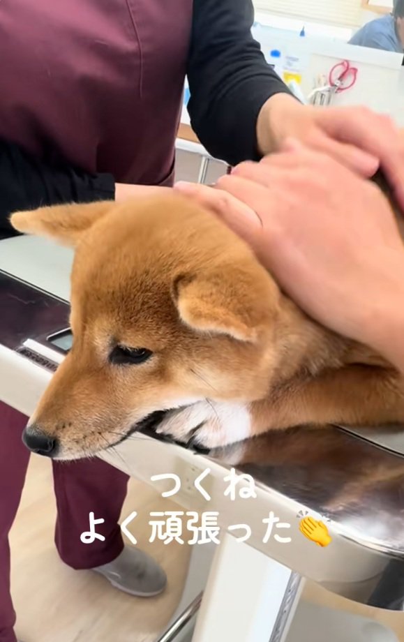 注射を頑張ったつくねちゃん