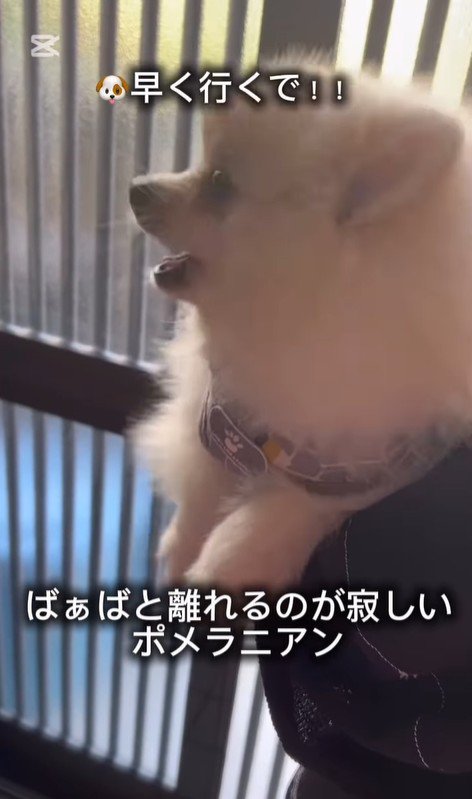 おばあちゃんと離れたくないすのぅちゃん5