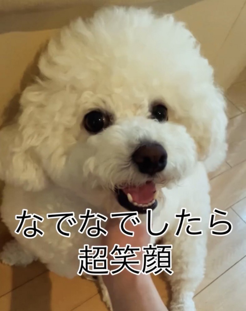 笑顔を見せる犬