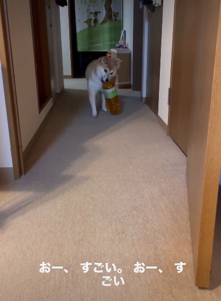 持ってきたのは…