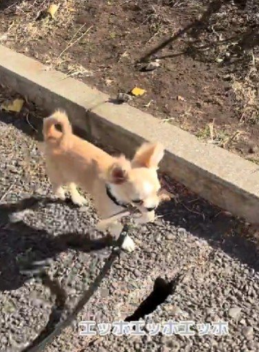 大きな耳が可愛いこはくちゃん