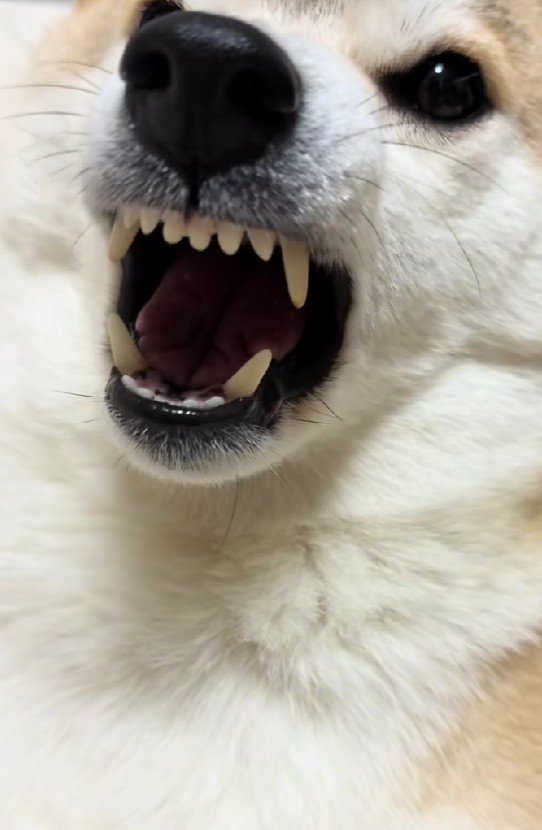 口を開けてくれた！！