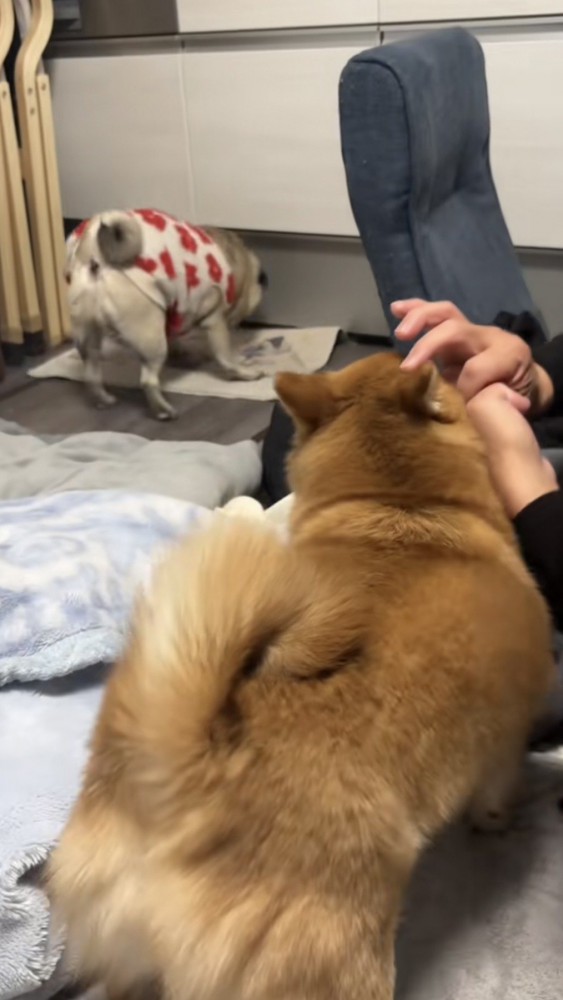 遠くの床に指を探しにいくパグ