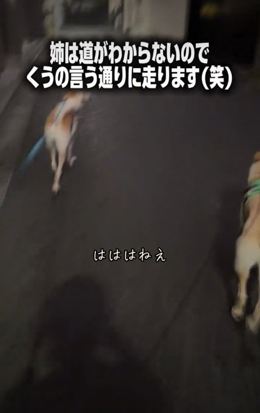 犬の後ろ姿1