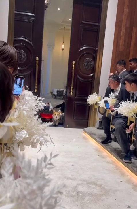 式場へ登場した中型犬%％スペシャルゲストのトロンくんが登場！