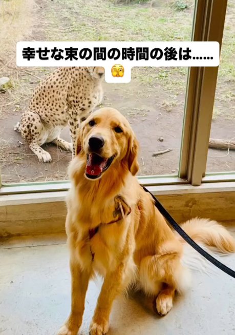 笑顔の犬