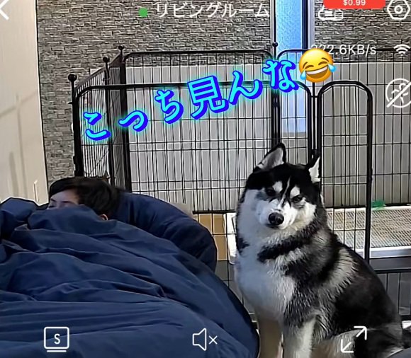 アイスくんと目が合う飼い主さん