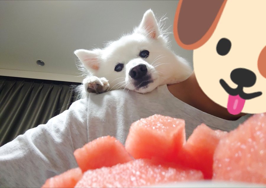 スイカ愛