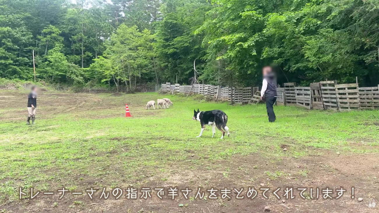 プロの牧羊犬と広い敷地へ