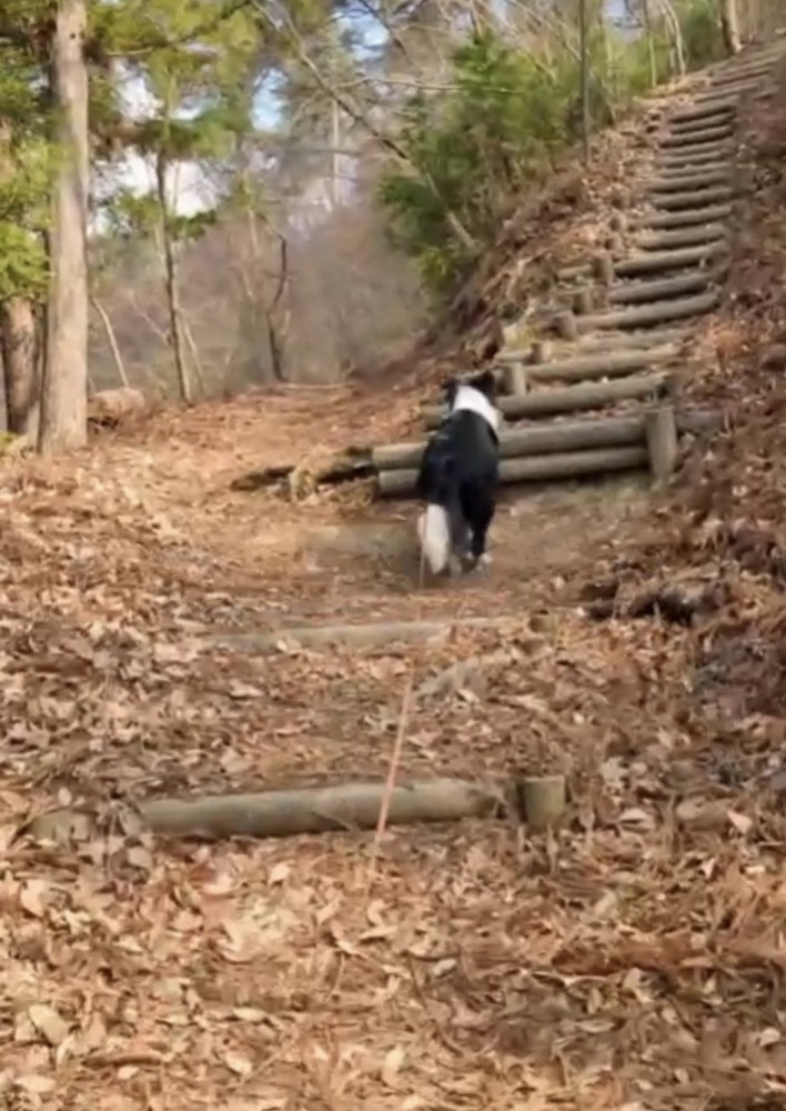 分岐を進む犬