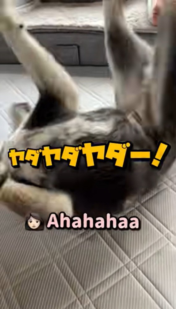 駄々をこねるこうめちゃん