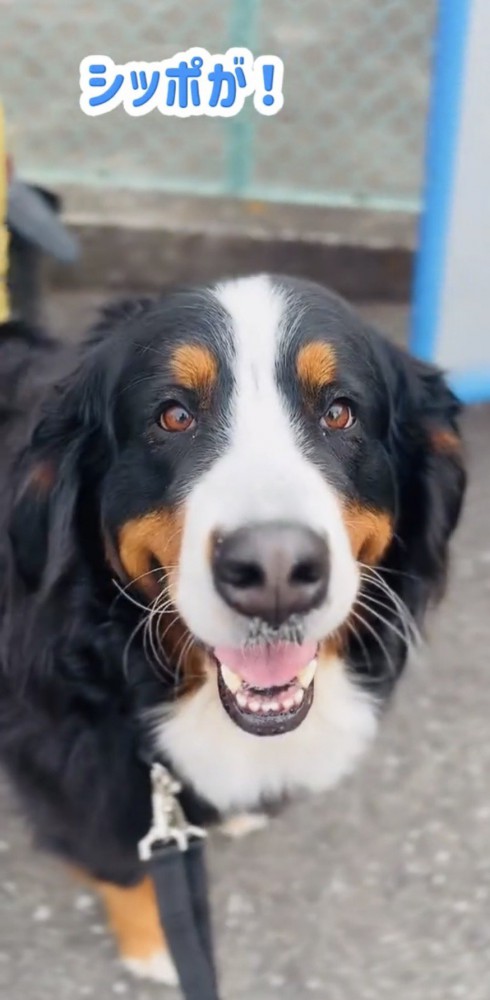 まっすぐこちらを見る犬