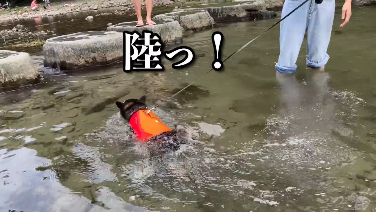 必死に泳ぐ姿が可愛い
